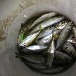 夜釣りが良く釣れる